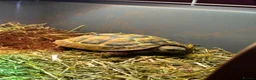 Hermann Tortoise reptiles for sale: Herman’s tortoise 4 years old in Norwich - Advert 1