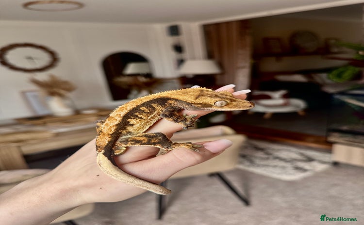 Gecko reptiles - Advert 1