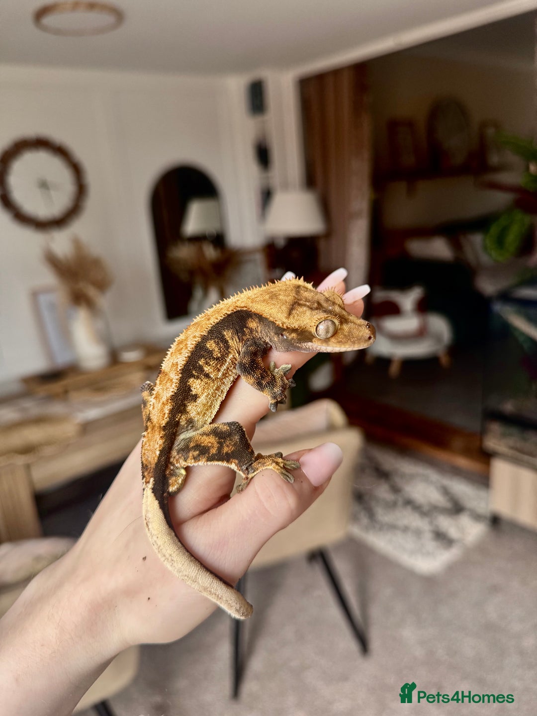 Gecko reptiles for sale: friendly Crested Gecko a rare changing colours! - Image 1