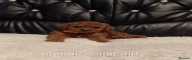 Orange collar girl 