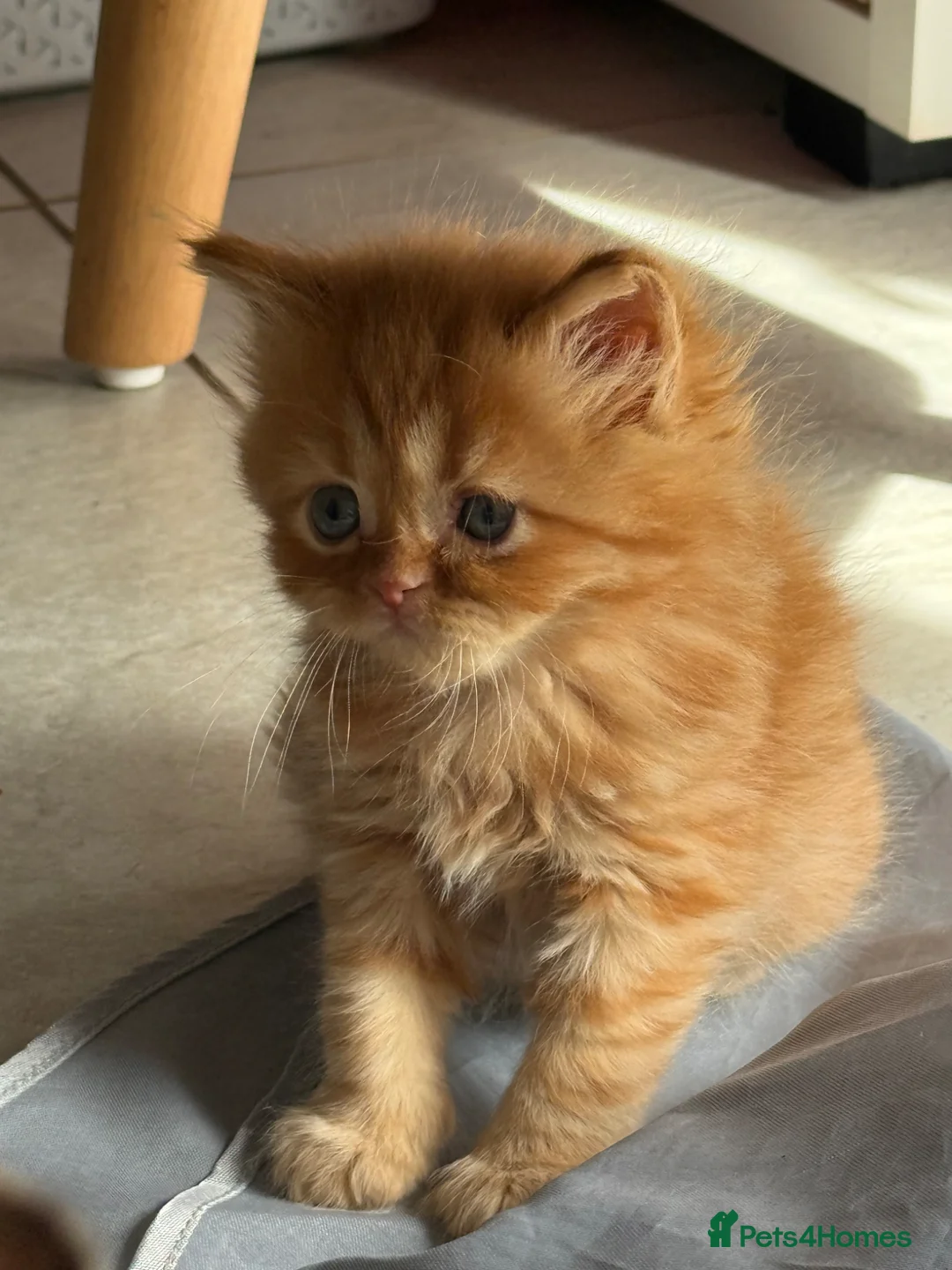 Mixed Breed cats for sale: Long haired Himalayan cross kittens - Advert 2