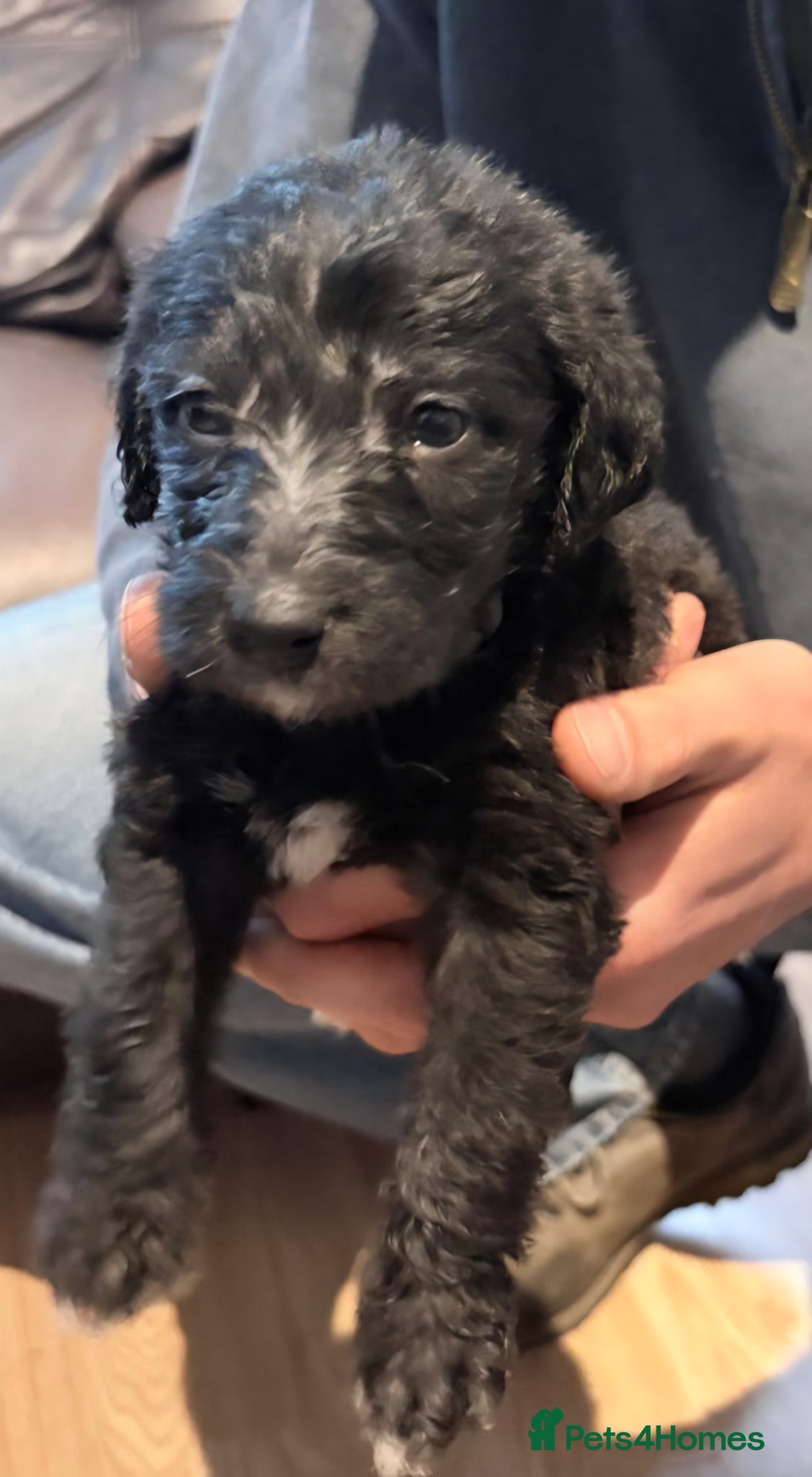 Mixed Breed dogs F1 Whippet Bedlington - Advert 9