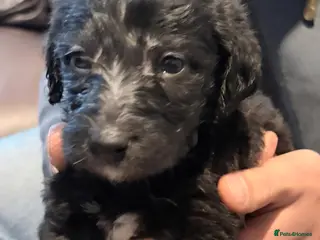 Mixed Breed dogs F1 Whippet Bedlington - Advert 9