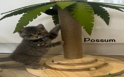 British Shorthair cats for sale: GCCF British Shorthairs **READY NOW** in Manchester - Image 15