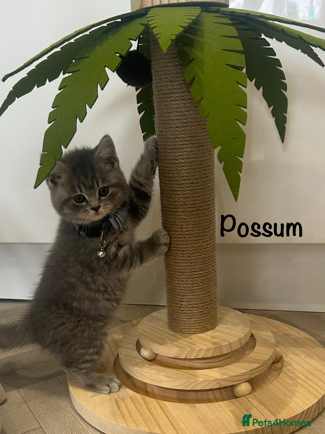 British Shorthair cats for sale: GCCF British Shorthairs **READY NOW** in Manchester - Image 15