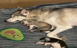 Siberian Husky dogs for sale: Stunning Siberian Husky Pups - Image 16