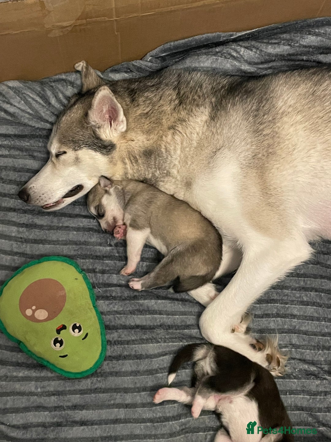 Siberian Husky dogs for sale: Stunning Siberian Husky Pups - Image 16
