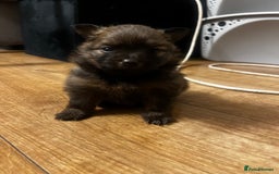 Pomeranian dogs for sale: THREE BEAUTIFUL POMERANIAN PUPPIES⚠️⚠️❗️  - Image 3