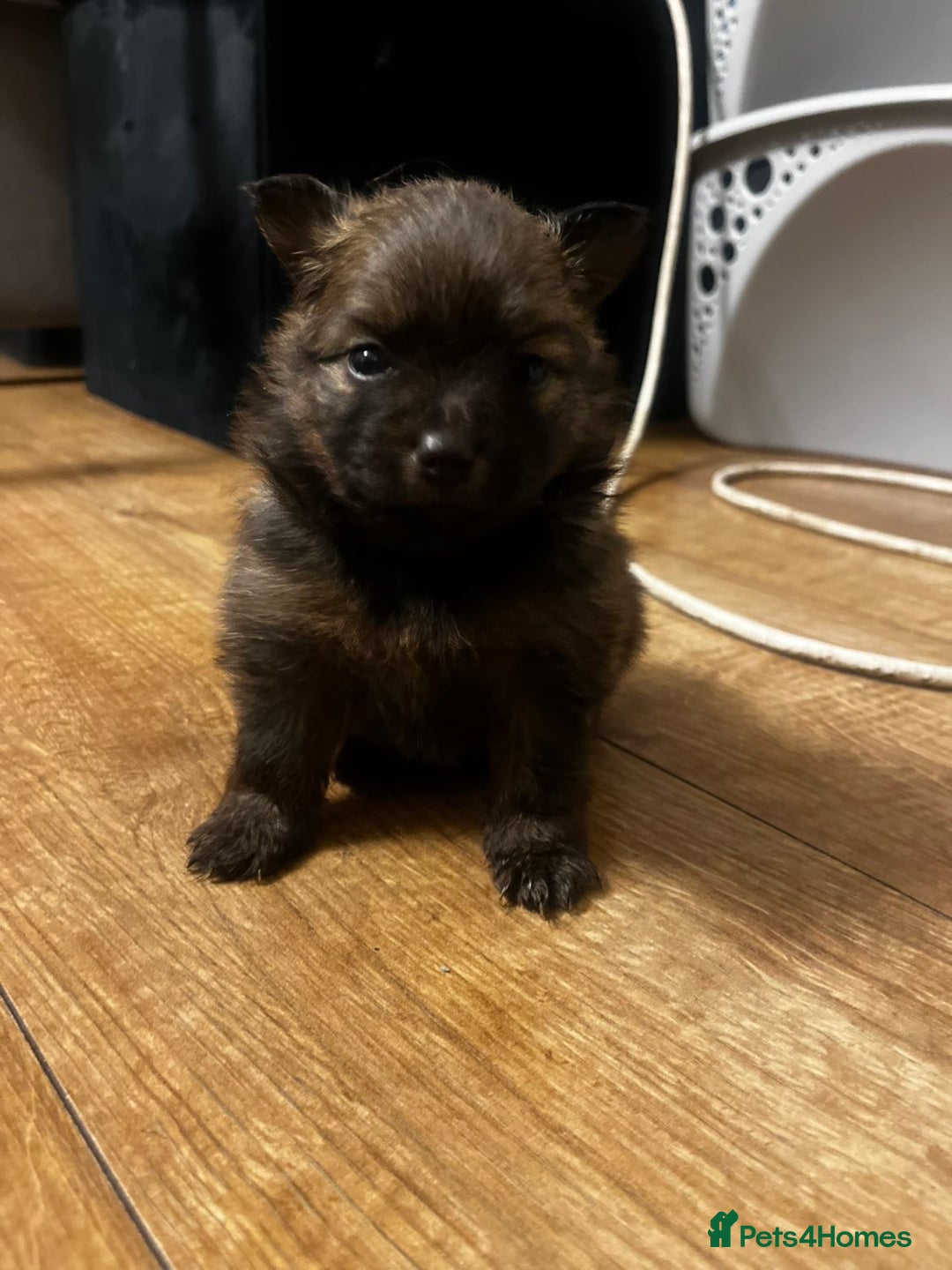 Pomeranian dogs for sale: THREE BEAUTIFUL POMERANIAN PUPPIES⚠️⚠️❗️  - Image 3