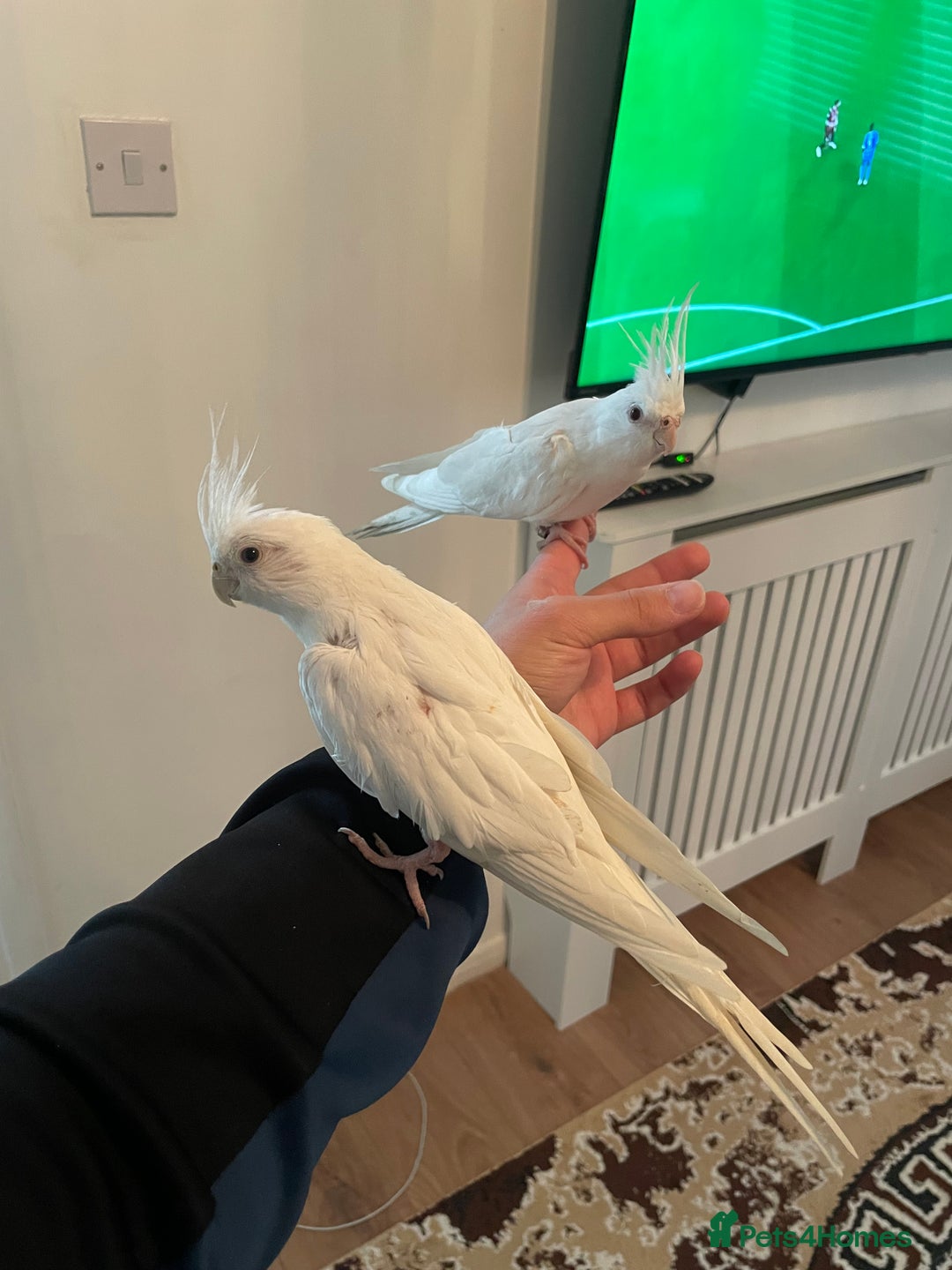 Cockatiels birds for sale: Male and female tame white cocktails for sell  - Advert 5