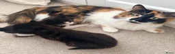 Maine Coon cats for sale: Maine Coon cross  in Macclesfield - Advert 12