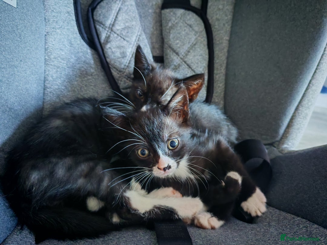 Mixed Breed cats for sale: Kittens for sale 🐱 - Image 3