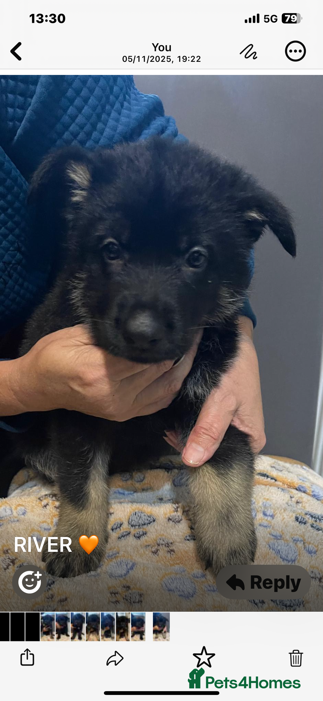 German Shepherd dogs for sale: KC Registered Big Bouncy German Shepherd Puppies - Advert 4