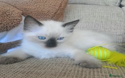 Ragdoll cats for sale: Gorgeous ragdoll kittens - 1 girl left - Image 2
