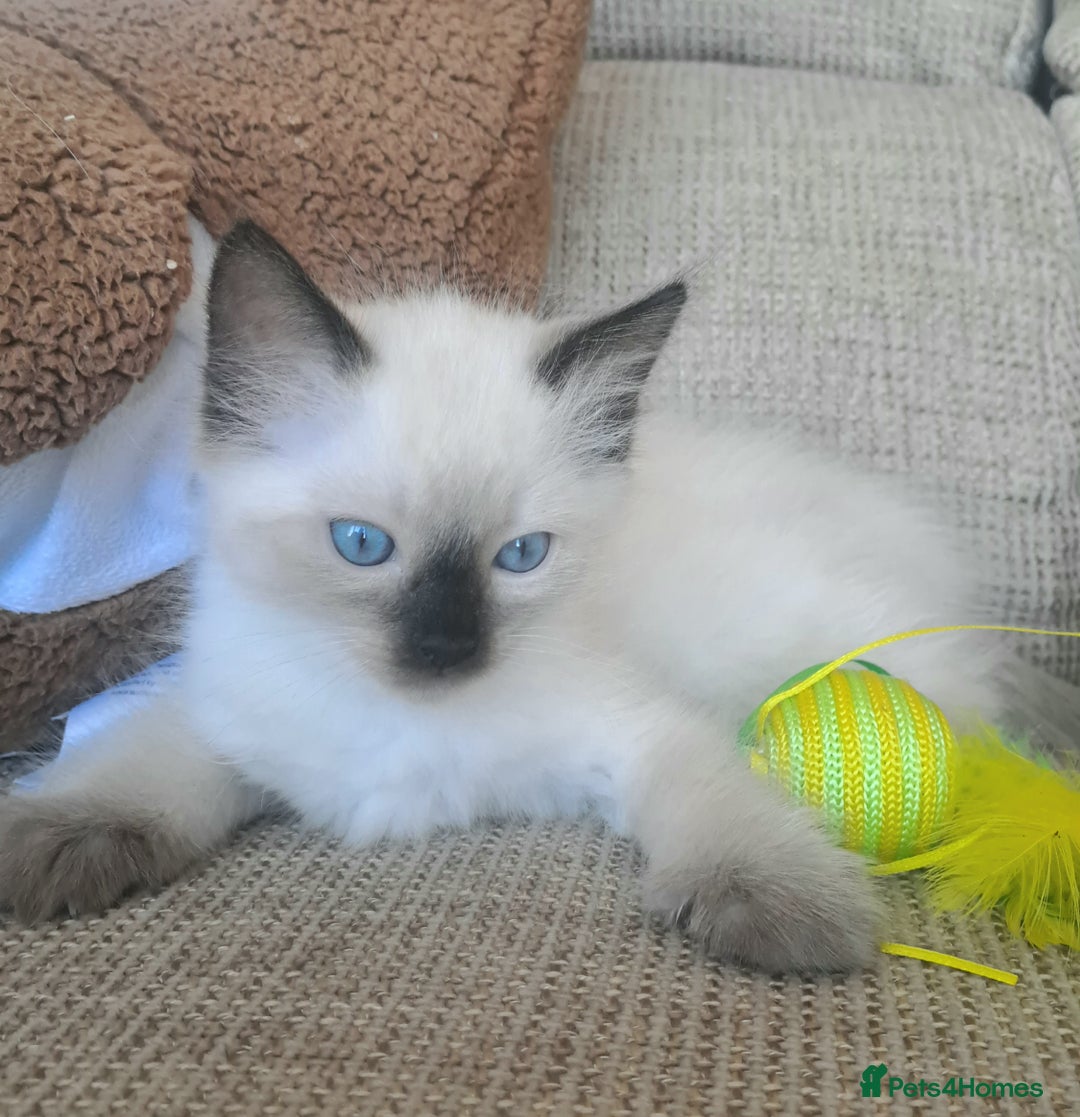 Ragdoll cats for sale: Gorgeous ragdoll kittens - 1 girl left - Image 2