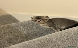 British Shorthair cats for sale: BSH X Scottish  - Image 15