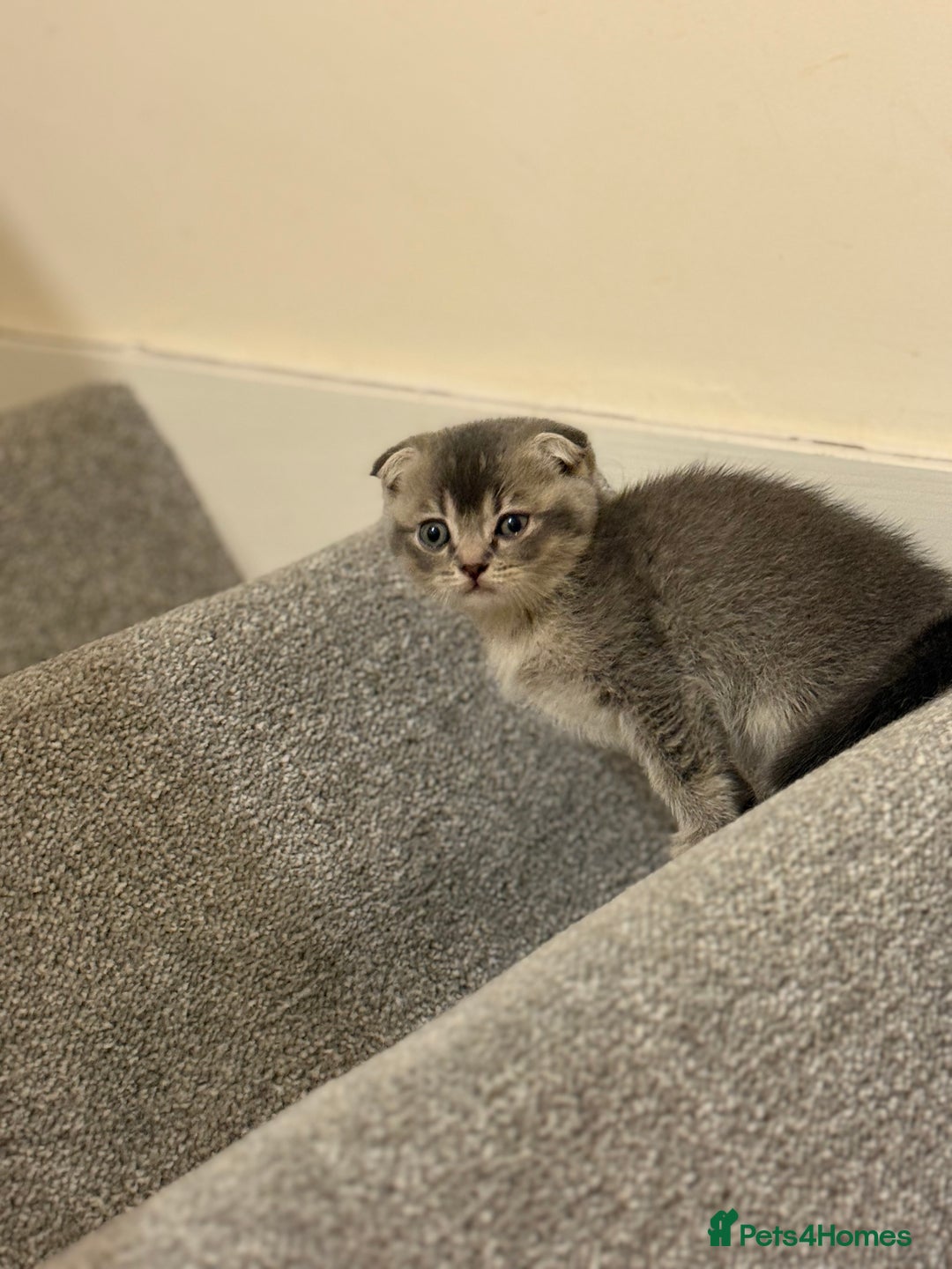 British Shorthair cats for sale: BSH X Scottish  - Image 15