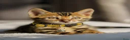 Bengal cats for sale: ONLY 4 LEFT - HEALTH/DNA TESTED BENGALS - Advert 12