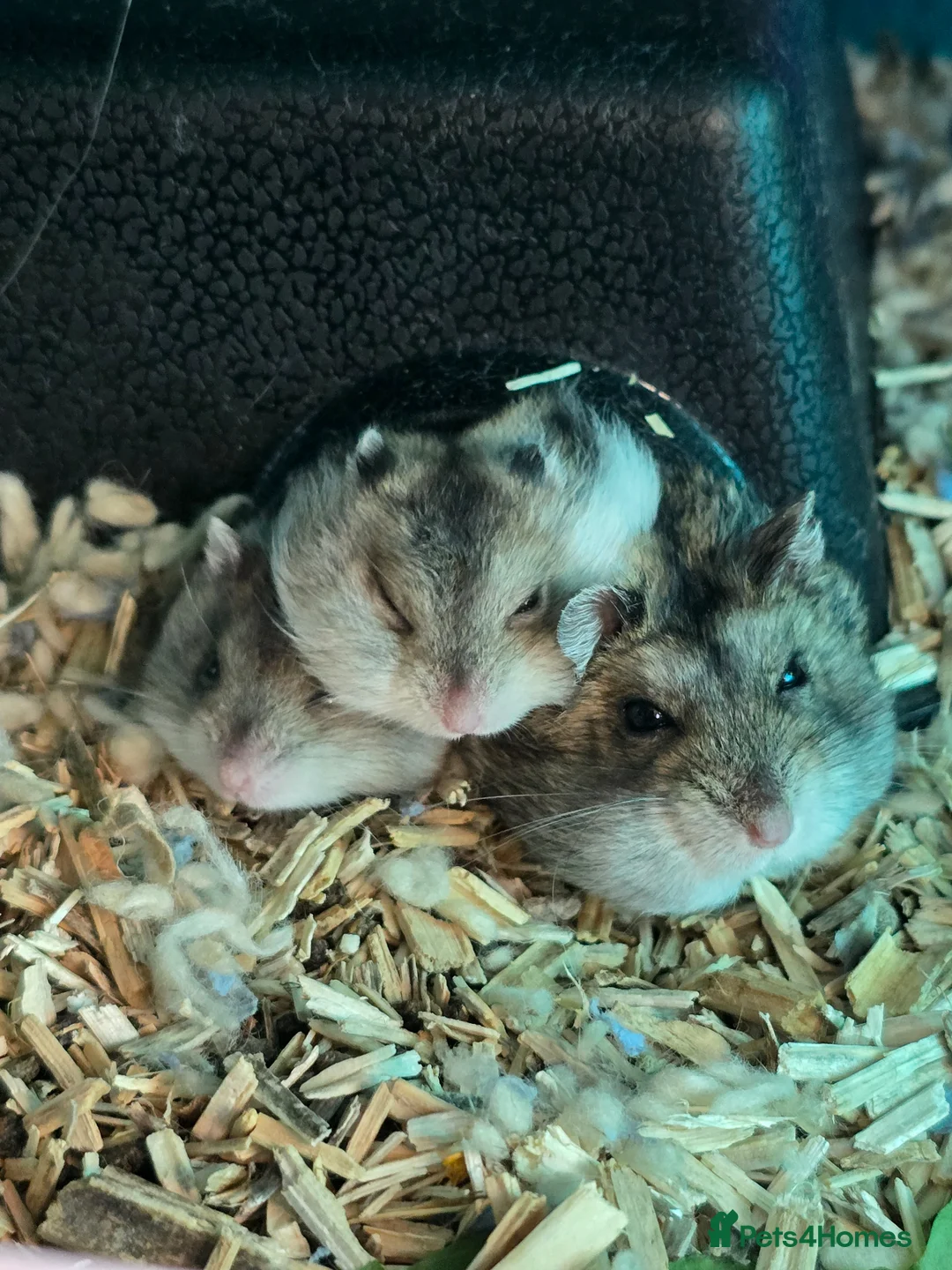 Hamster rodents for sale: RUSSIAN DWARF HAMSTERS - Advert 2