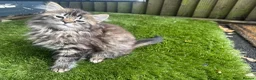 Mixed Breed cats for sale: Beautiful bonded pair of kittens (boy and girl) in Oldbury - Advert 11