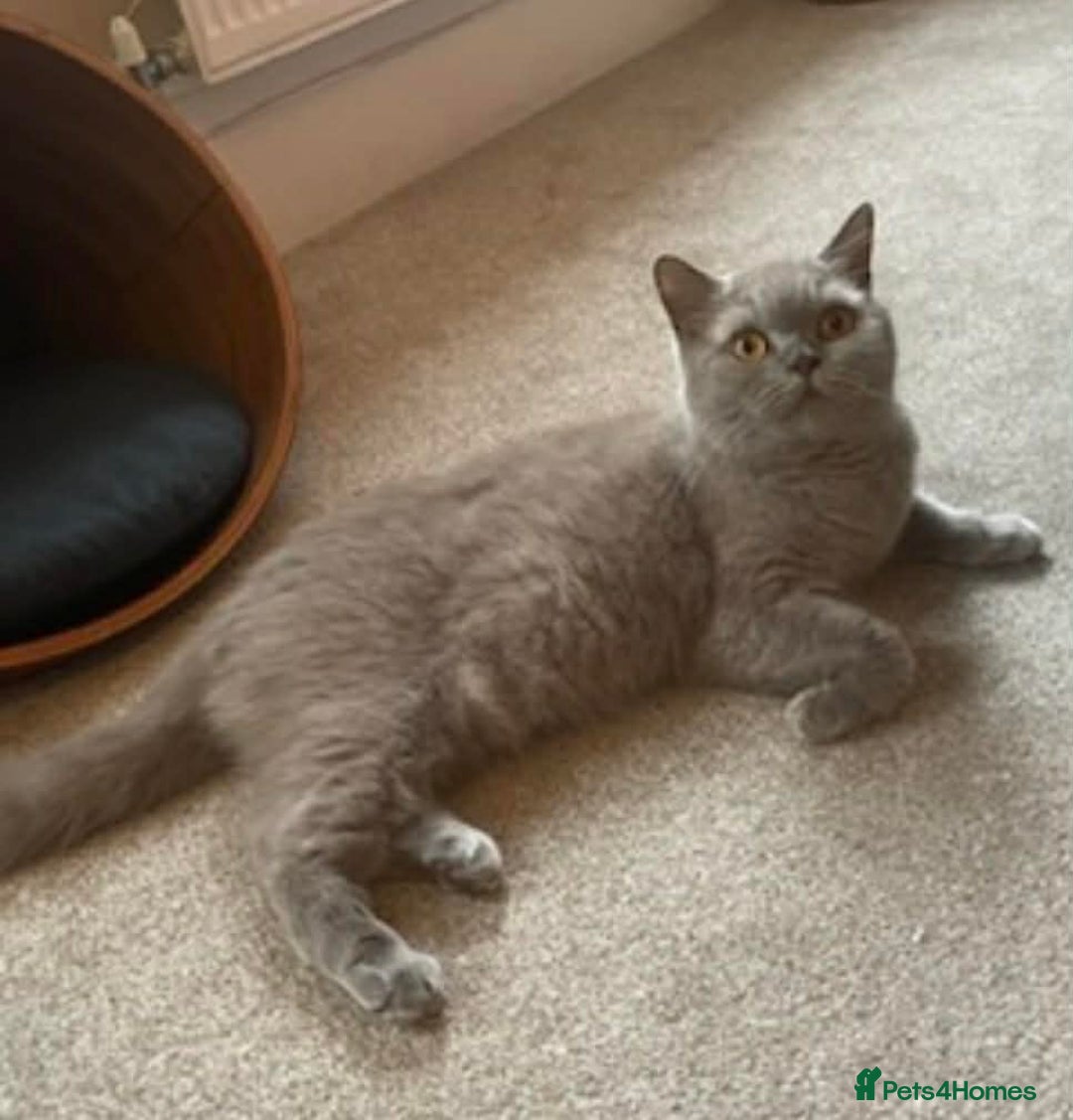 British Shorthair cats for sale: MY BELOVED BRITISH SHORTHAIR 7 YEARS OLD - Advert 1