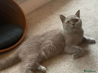 British Shorthair cats MY BELOVED BRITISH SHORTHAIR 7 YEARS OLD - Advert 1