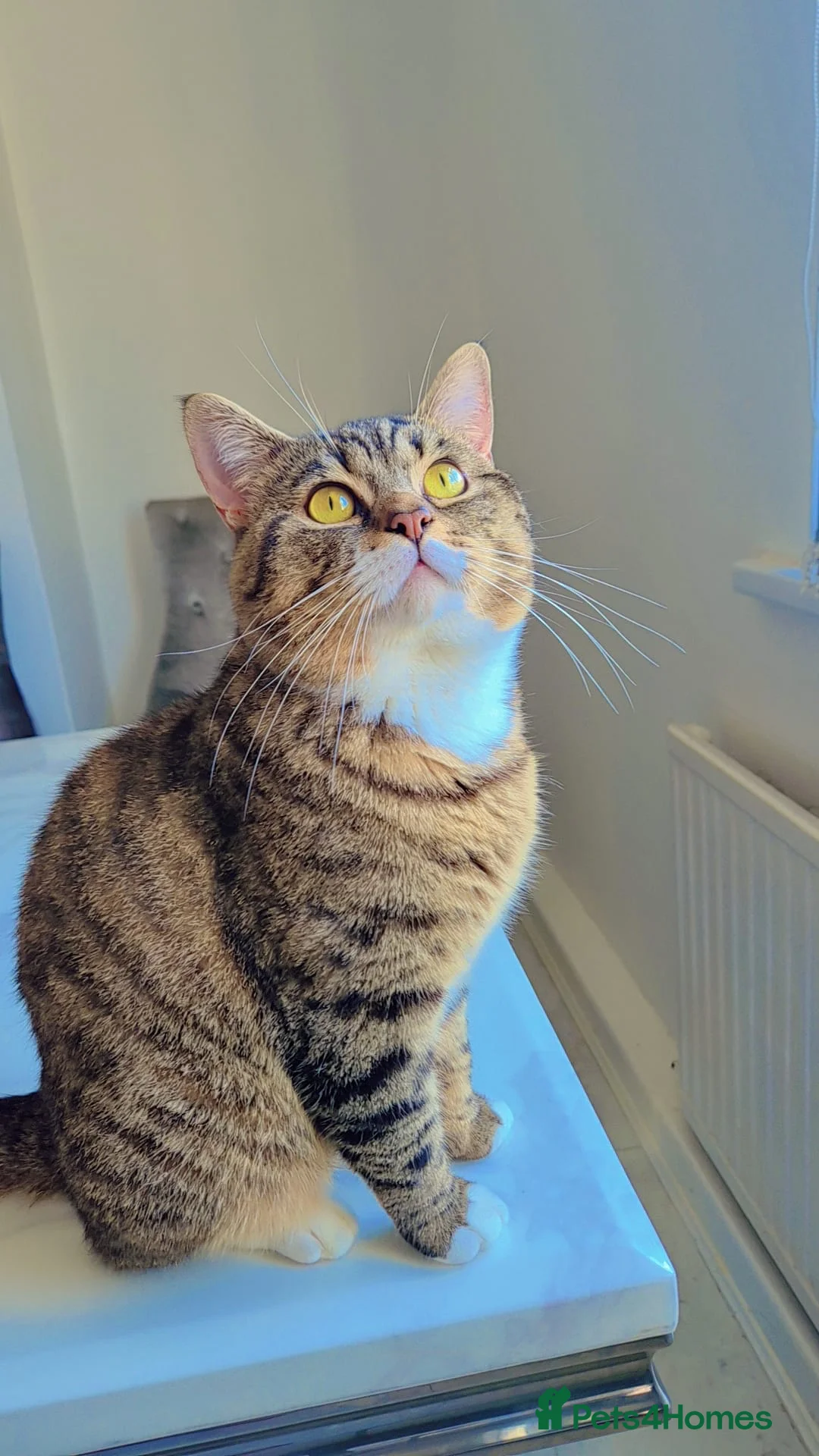 British Shorthair cats for sale: Beautiful British shorthair & Tabby mix cat - Advert 1