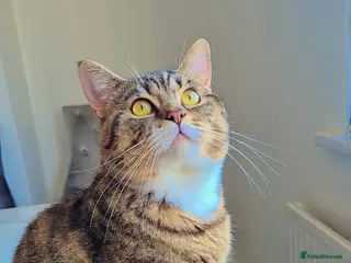 British Shorthair cats Beautiful British shorthair & Tabby mix cat - Advert 1