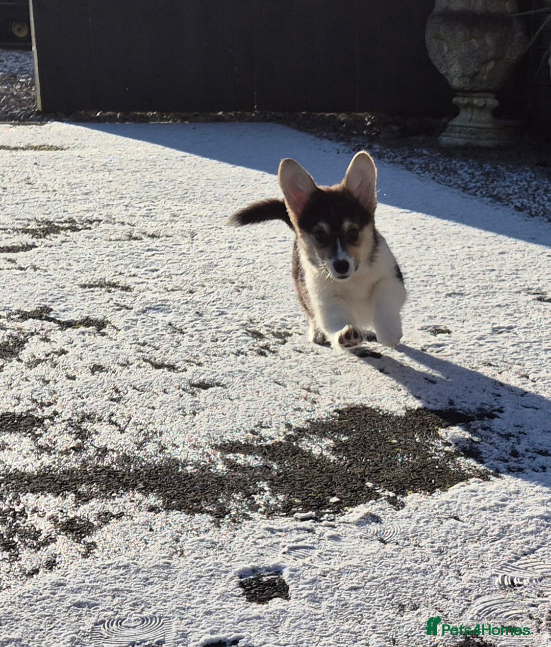 Welsh Corgi Pembroke dogs for sale: Kc reg 2 girls remaining bob & longtail - Advert 11