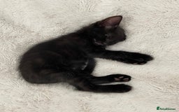 Mixed Breed cats for sale: READY NOW 2 Half-Ragdoll Kittens LEFT ❤️ REDUCED - Image 9