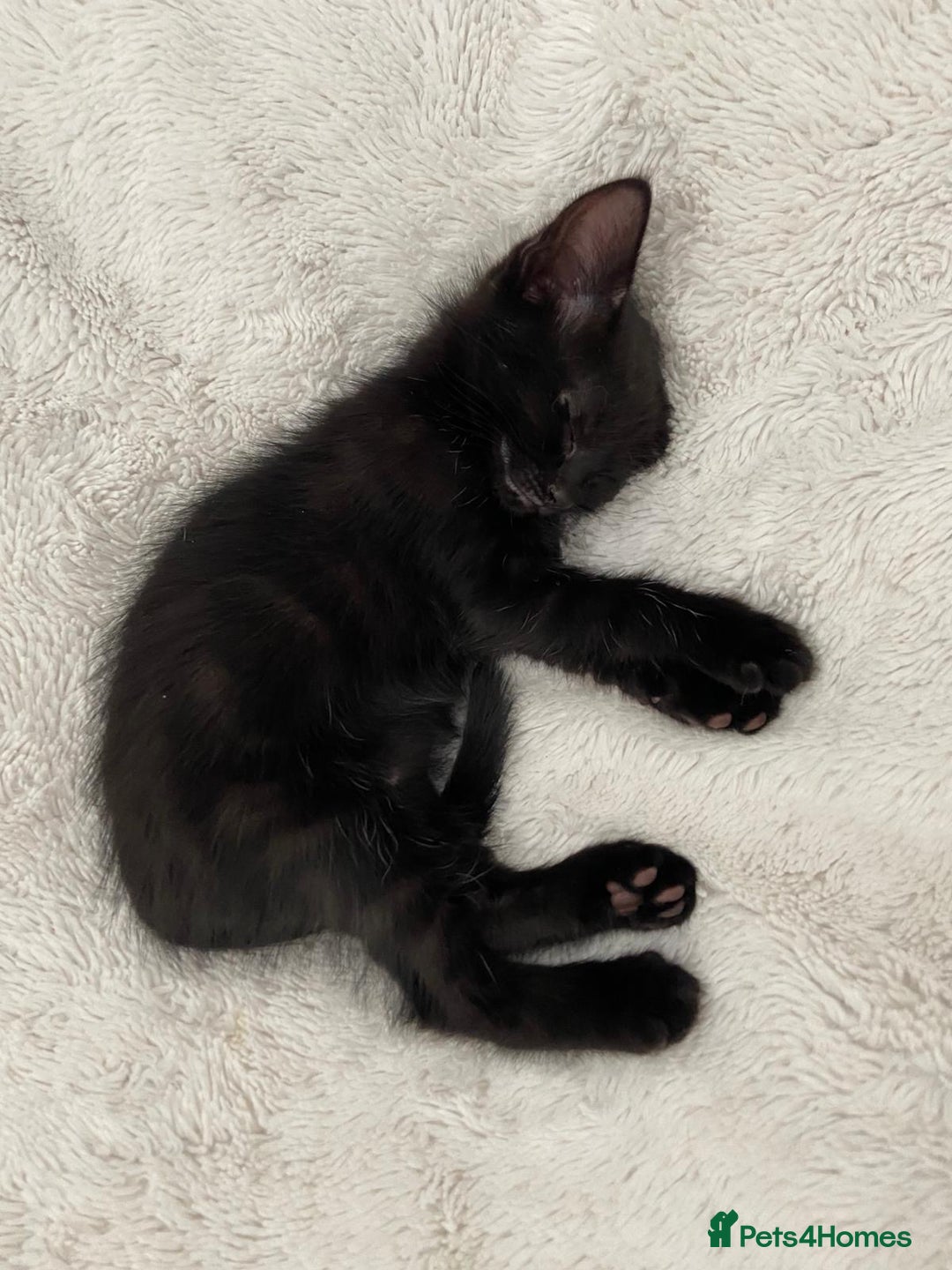 Mixed Breed cats for sale: READY NOW 2 Half-Ragdoll Kittens LEFT ❤️ REDUCED - Image 9