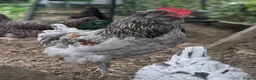 Chickens poultry for sale: Lovely young F2 Olive Egger cockerel (14 weeks) in Matlock - Advert 1