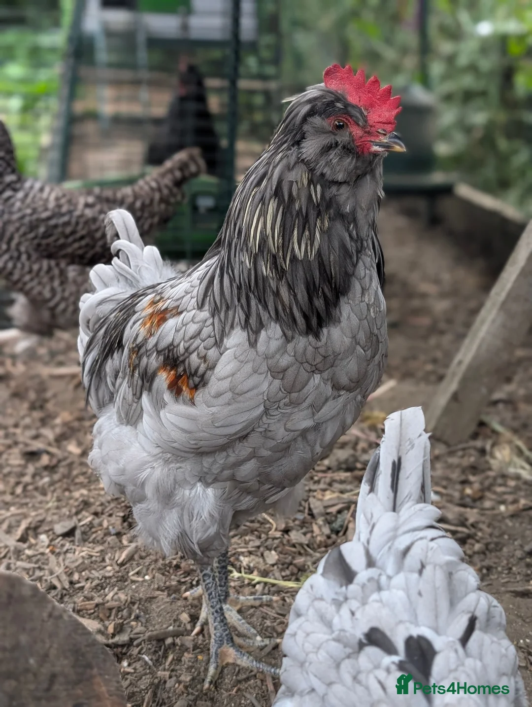 Chickens poultry for sale: Lovely young F2 Olive Egger cockerel (14 weeks) in Matlock - Advert 1