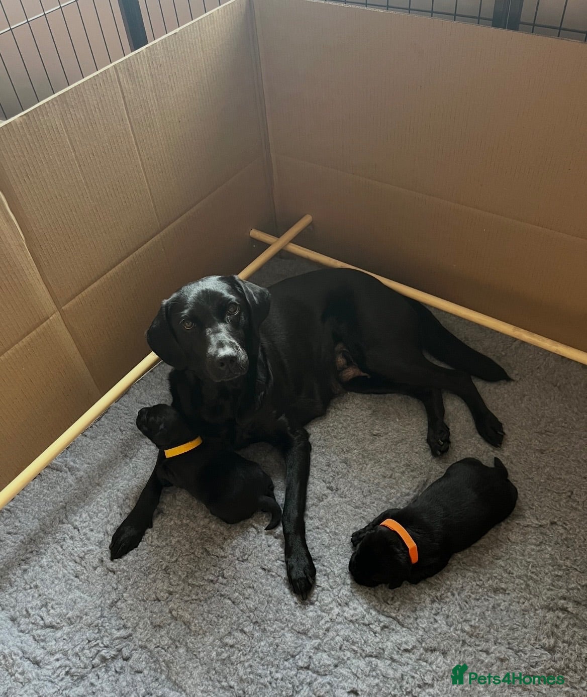 Labrador Retriever dogs Beautiful Black Labrador Retriever Female Puppies - Advert 2