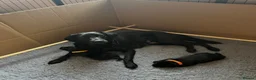 Labrador Retriever dogs for sale: Beautiful Black Labrador Retriever Puppies - Advert 2