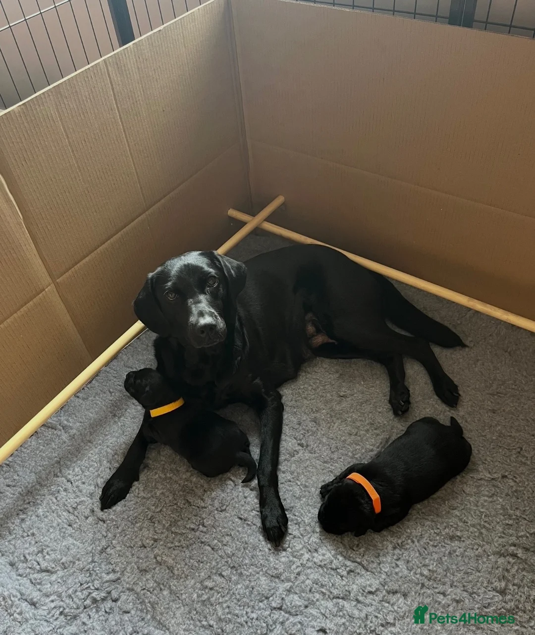Labrador Retriever dogs for sale: Beautiful Black Labrador Retriever Puppies - Advert 2