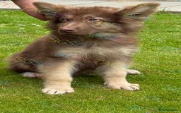 German Shepherd dogs for sale:  Reduced kcreg liver and German shepherd pups  - Image 5