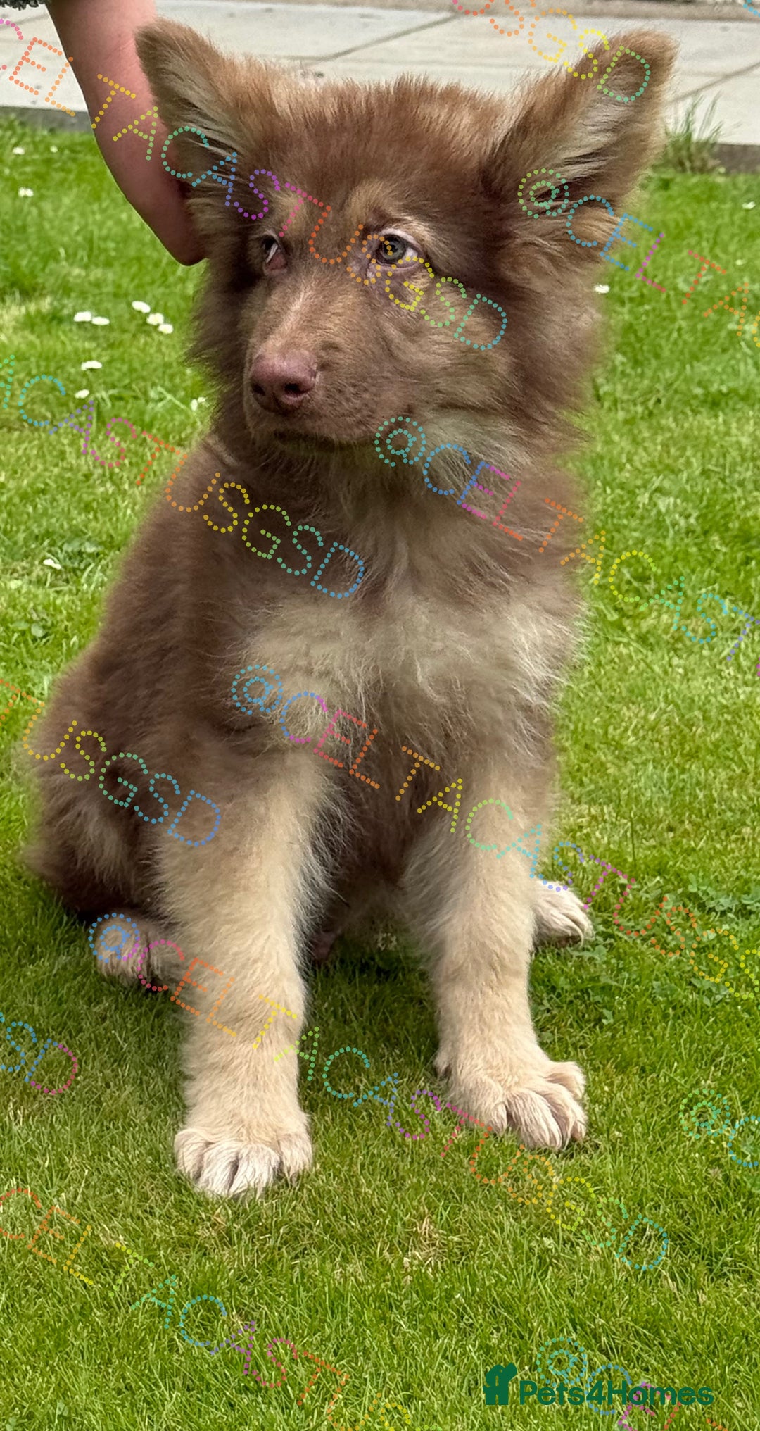German Shepherd dogs for sale:  Reduced kcreg liver and German shepherd pups  - Image 5