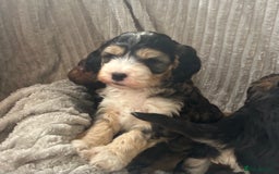Cockapoo dogs for sale: Cockapoo Puppies - Image 18