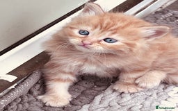 British Shorthair cats for sale:  8-Week-Old Kittens Ready for Loving Homes 🐾 - Image 12