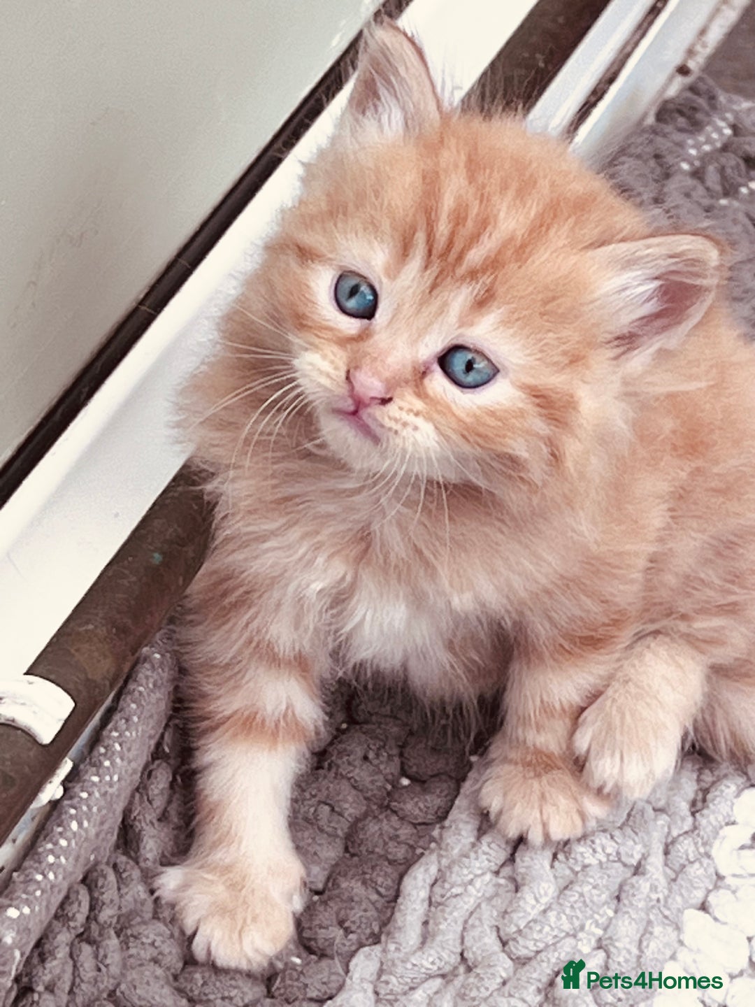 British Shorthair cats for sale:  8-Week-Old Kittens Ready for Loving Homes 🐾 - Image 12