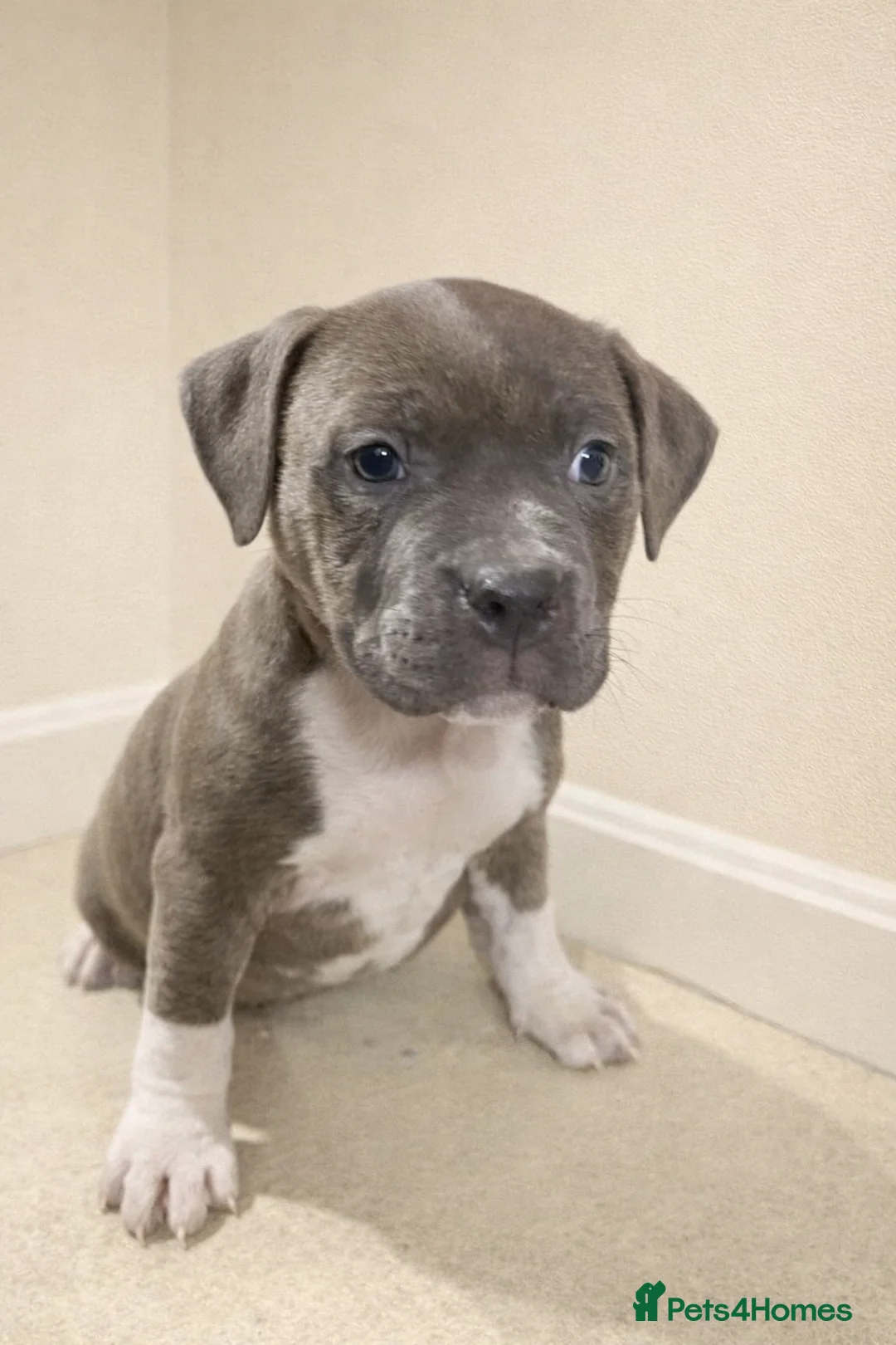 American Bully dogs for sale: ⭐️ 3/4 stunning Pocket bullys mix of colours ⭐️ - Advert 4