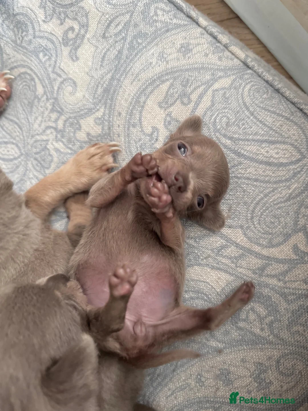 Chihuahua dogs for sale: STUNNING LILAC TRI CHIHUAHUA GIRLS 🎀 - Advert 2