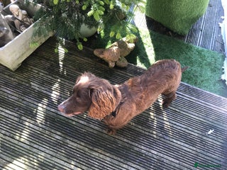 Cocker Spaniel dogs in Wednesbury - Advert 35