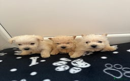 West Highland Terrier dogs for sale: DNA health tested Westie-poos  - Image 23