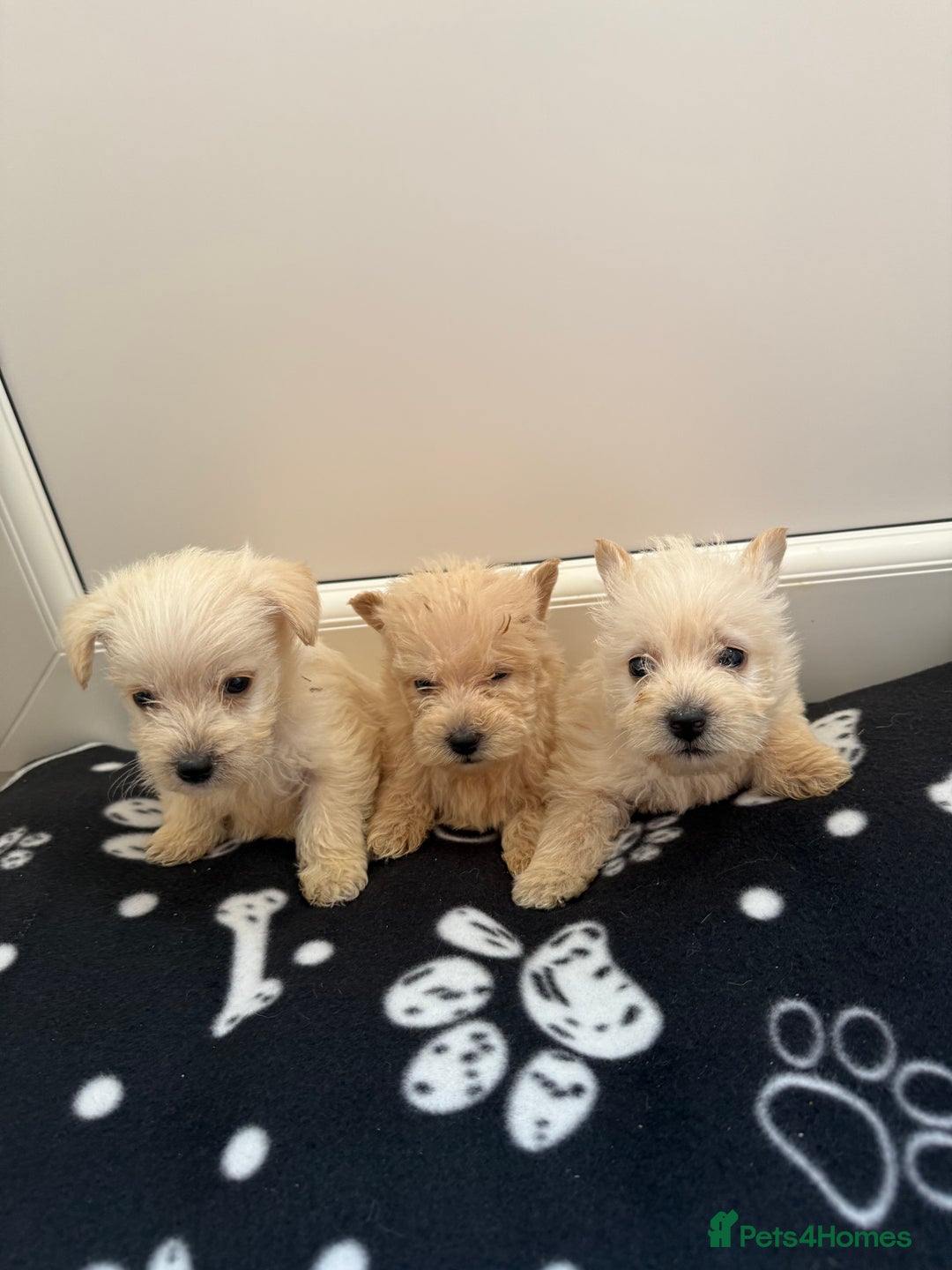 West Highland Terrier dogs for sale: DNA health tested Westie-poos  - Image 23