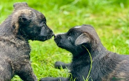 Mixed Breed dogs for sale: Weeranian Pups - Image 15