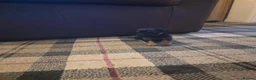 Border Terrier dogs for sale: Border terrier puppies  - Advert 7