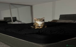 Bengal cats for sale: Half Bengal For Sale - Image 2