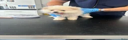 Pomeranian dogs for sale: Pomeranian puppy READY NOW 🐶pure pedigree  - Advert 16